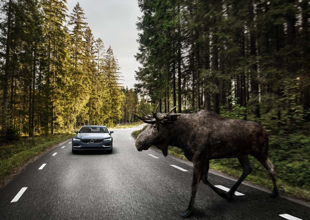 Large Animal Detection 