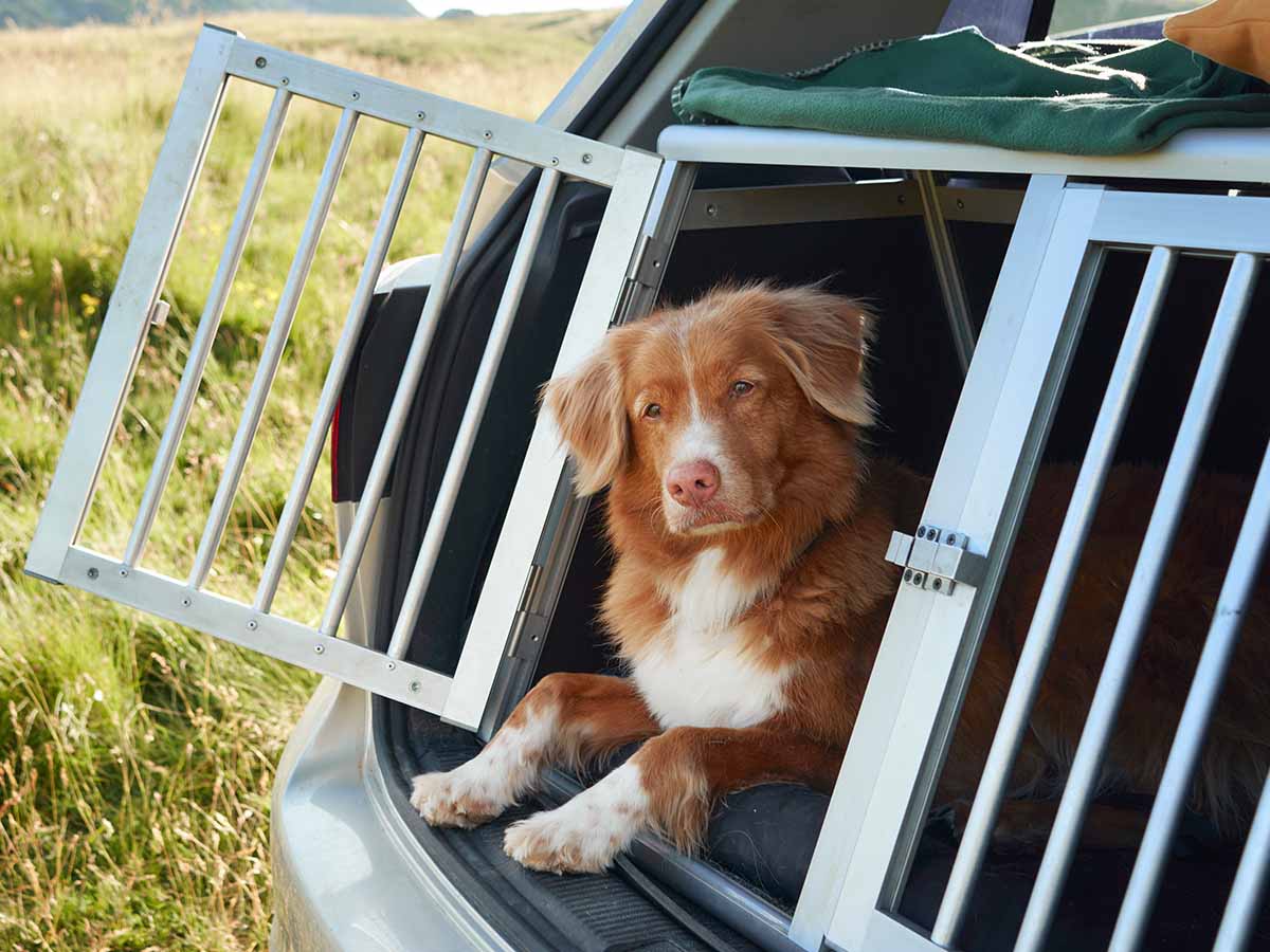 Hund i bil