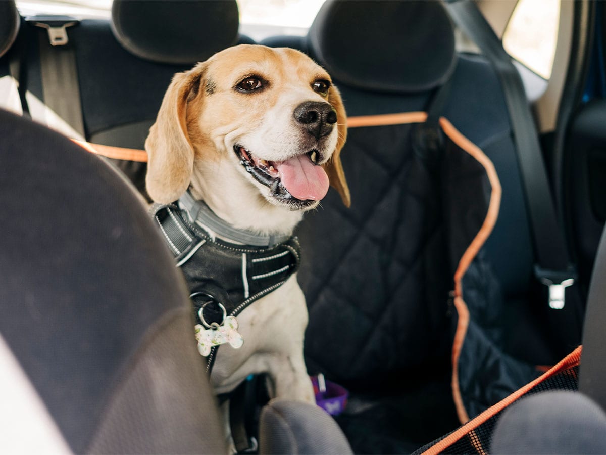 Hund i bilsele i baksätet
